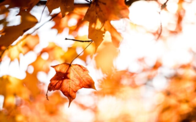 Picture of an orange maple leaf in the fall.